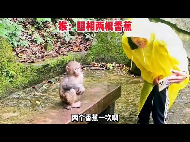 【笑亿天】照相不给香蕉，难怪猴子去抢