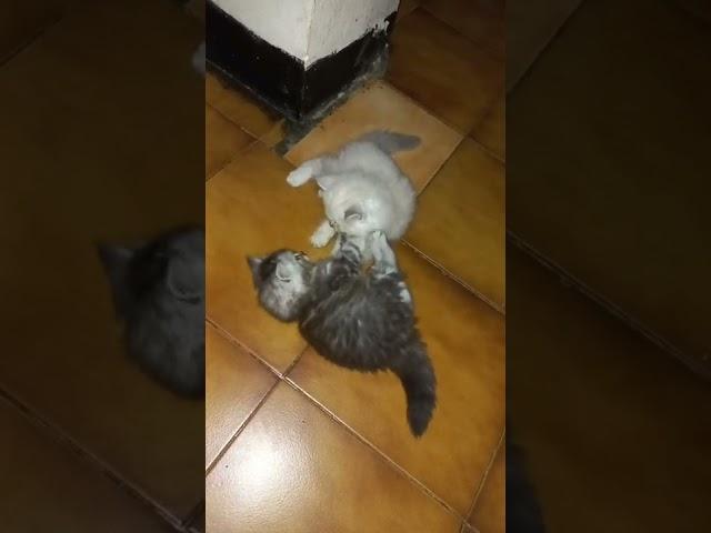 #kitten #siblings #playingaround #shorts