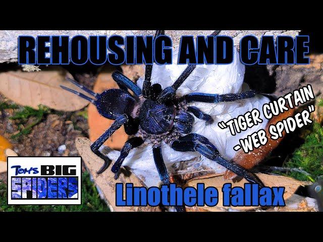 Huge "Tiger Curtain-web spider" Linothele Fallax Rehouse and Care