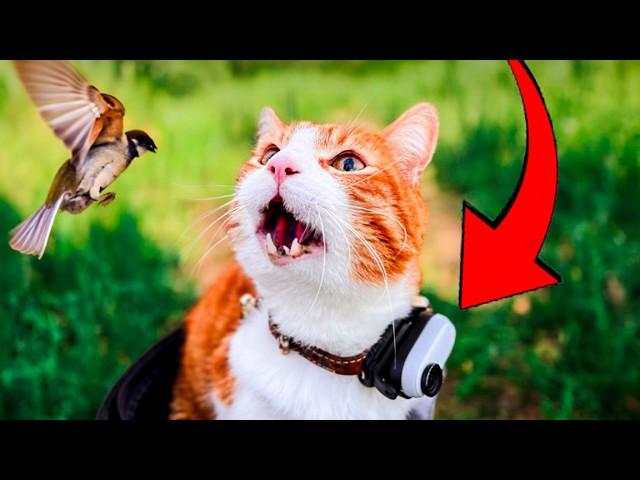 CAT with CAMERA hunts a BIRD | Ros' Vlog part #03