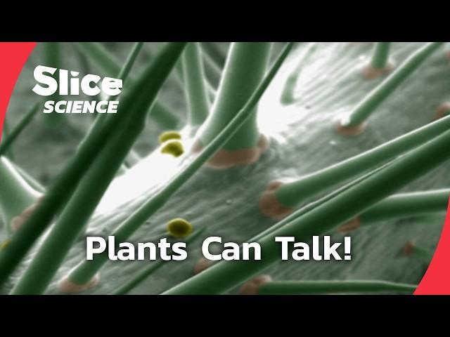 The Secret Language of Plants – Incredible Plant Intelligence | SLICE SCIENCE