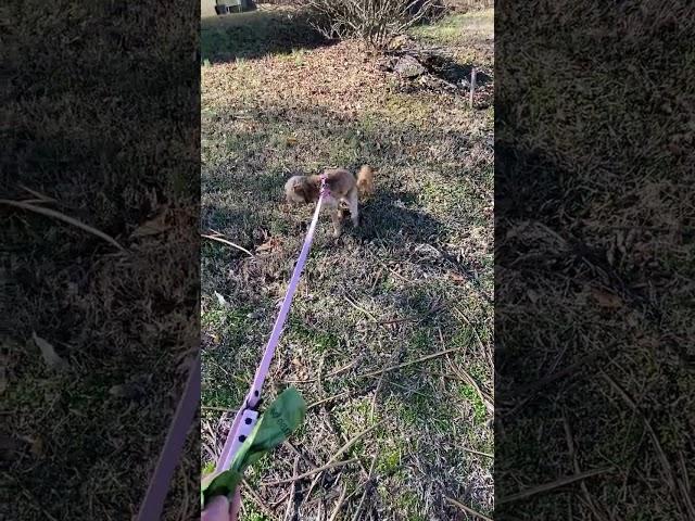 Cutest dogs EPIC daily walk routine! SO SPOILED! #funnydogs #cutepuppyshorts #adorable #asmr