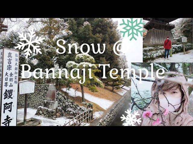 BANNAJI TEMPLE Ashikaga falling Snow  ..... Feb. 5, 2024...