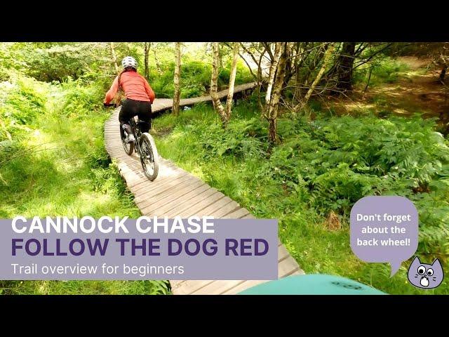 Argh! The trees! Cannock Chase Red MTB Trail - Follow The Dog