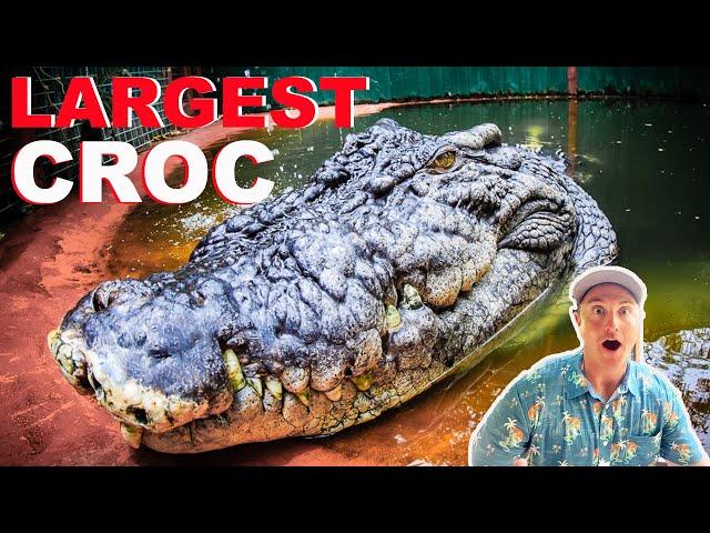 Feeding The World's LARGEST Crocodile!!!