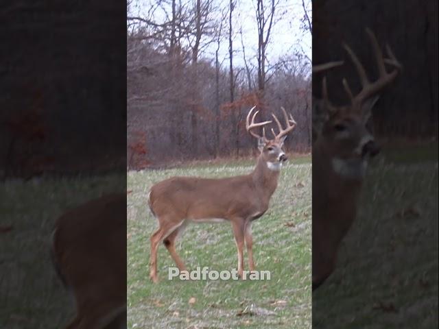THE BEST DEER HUNT I HAVE EVER HAD!