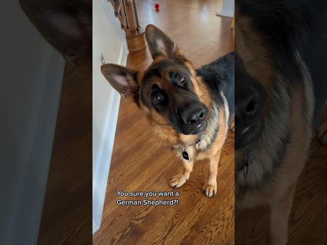 You sure you want a German Shepherd?