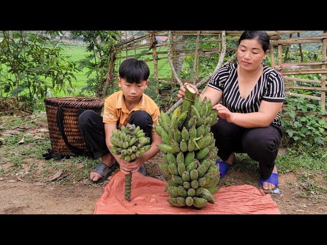 Single mother and her son harvest bananas to sell - single mother life