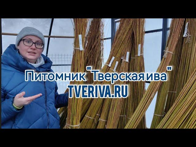 Тверская ива и Катерина Бочкарёва. Ива Американка гигантская, прут для плетения. Живое плетение.