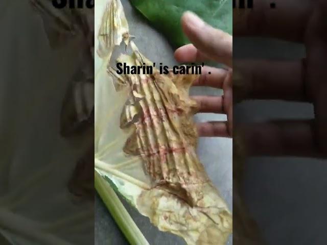 a brief explanation abt leaf