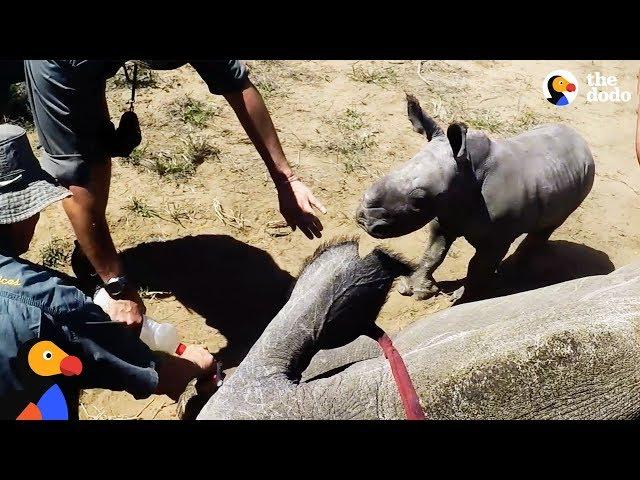 Baby Rhino Protects Mother and Supervises Her Care | The Dodo