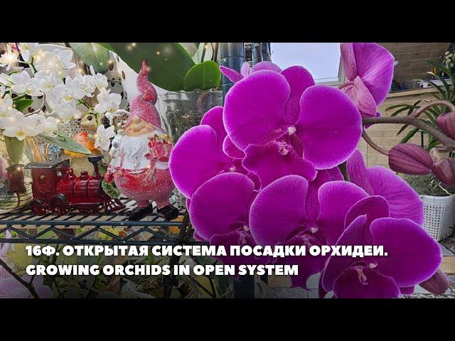 16Ф. Открытая система посадки орхидеи.Growing orchids in open system.