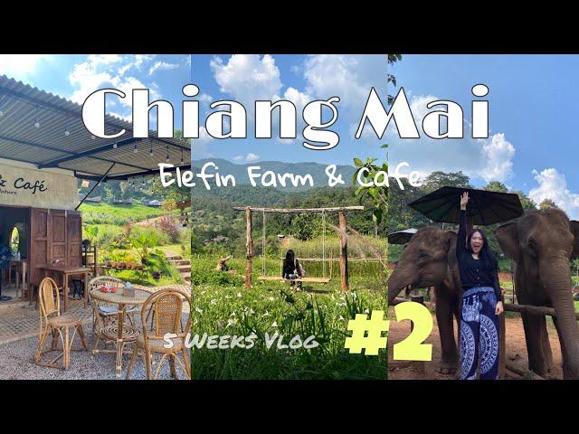 [치앙마이 한달살기] #2 넘넘 좋아서 두 번이나 다녀온 코끼리 카페!  | Elefin Farm & Cafe