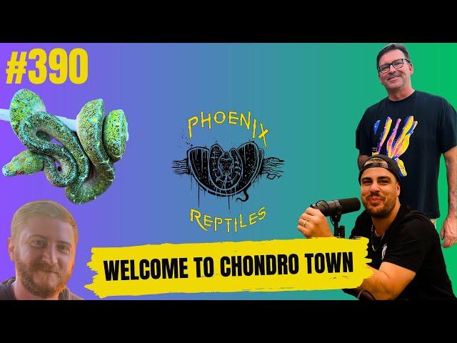 Green Tree Pythons the hottest sought after snake | Welcome To Chondro Town Episode