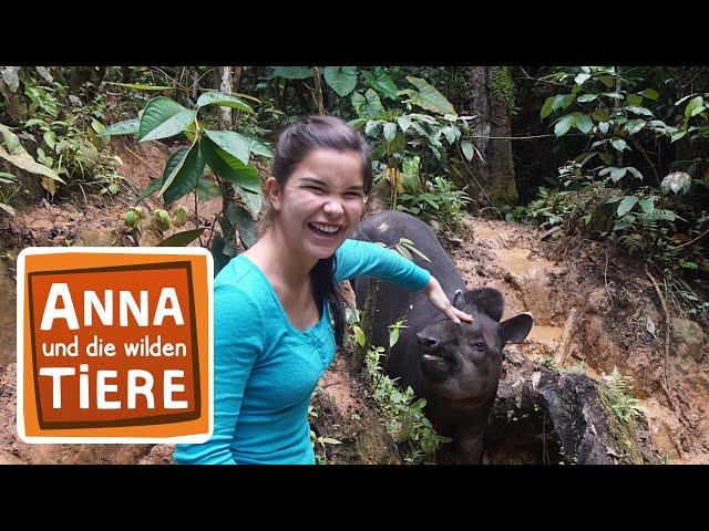 Ein Tapir geht baden | Reportage für Kinder | Anna und die wilden Tiere