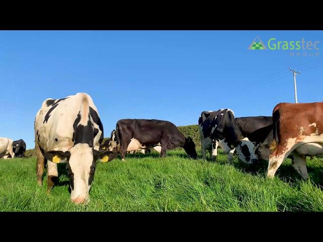 Buying Cows with Grasstec Group