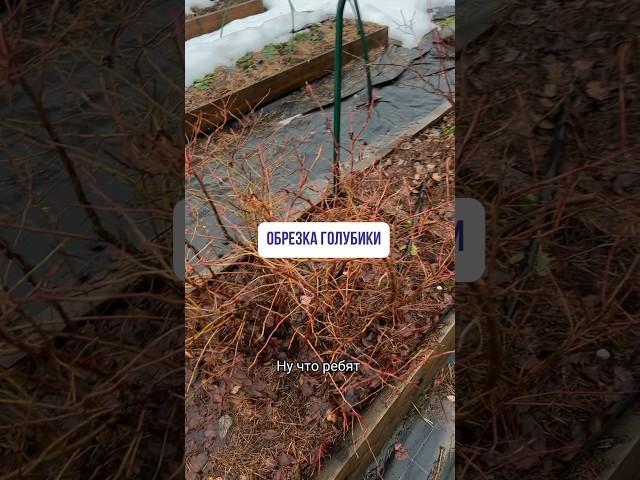 Обрезка голубики, полное видео в телеграмм канале «Реальный садовод» #питомникрастений