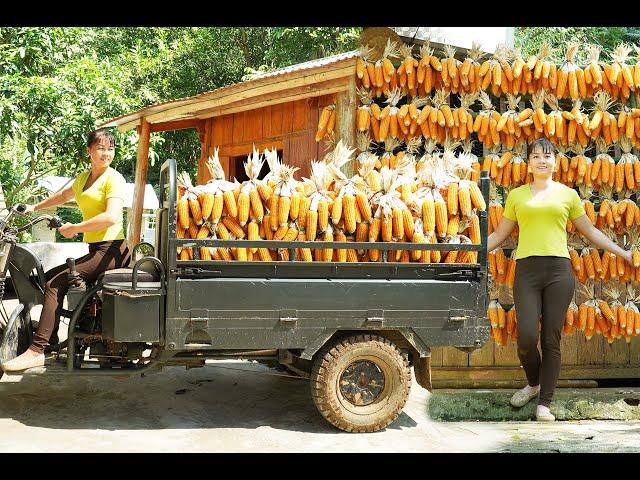 Harvesting Corn and Use 3 Wheeled Vehicle Transport to the cattle farm - Building my farm