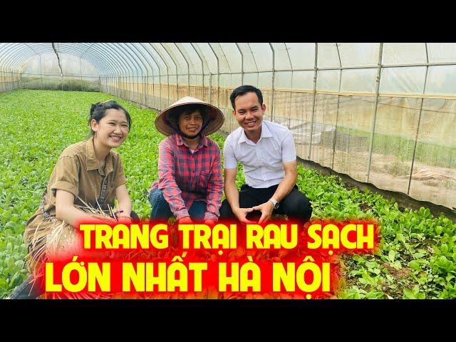 Rau An Toàn trồng nhà lưới | Thực phẩm sạch cho gia đình Việt