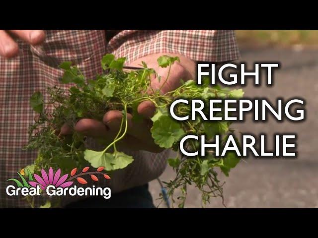 Get Rid of Creeping Charlie Tips