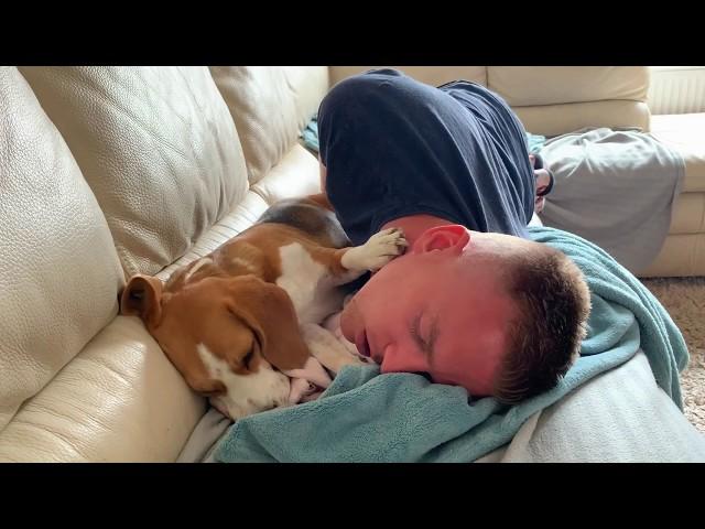 Beagles OR your To-Do List : Funny Dogs Louie & Marie