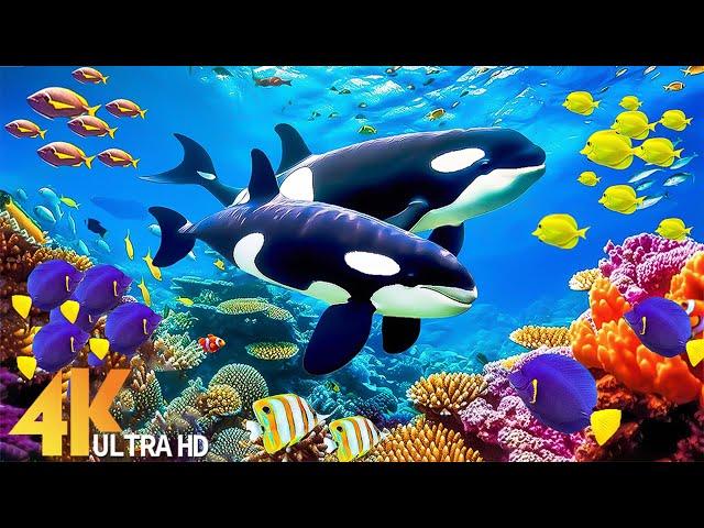 The Colors Of The Ocean 4K ULTRA HD - The Best 4K Sea Animals For Relaxation & Calming Music #2