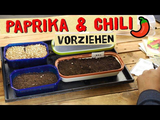 Sowing peppers and chili - Detailed instructions for early cultivation