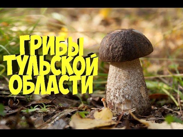 ГРИБЫ ТУЛЬСКОЙ ОБЛАСТИ | РАЗВЕДКА НОВЫХ ГРИБНЫХ МЕСТ | ВСТРЕЧА С ОДНОКЛУБНИКАМИ