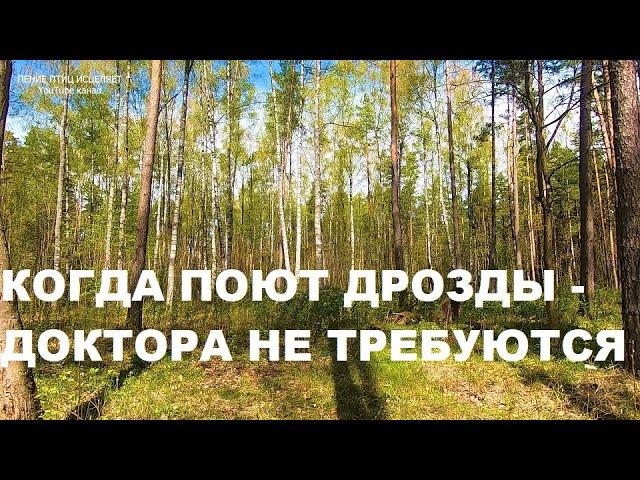 РАННЯЯ ВЕСНА,ПЕНИЕ ДРОЗДОВ.КОГДА ПОЮТ ДРОЗДЫ-ДОКТОРА НЕ ТРЕБУЮТСЯ