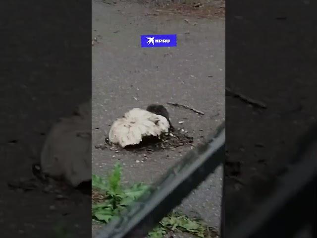 Шампиньоны прорвали асфальт в Санкт-Петербурге