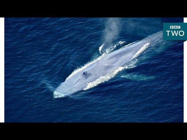 The World's Largest Animal Ever - Nature's Biggest Beasts - BBC Two