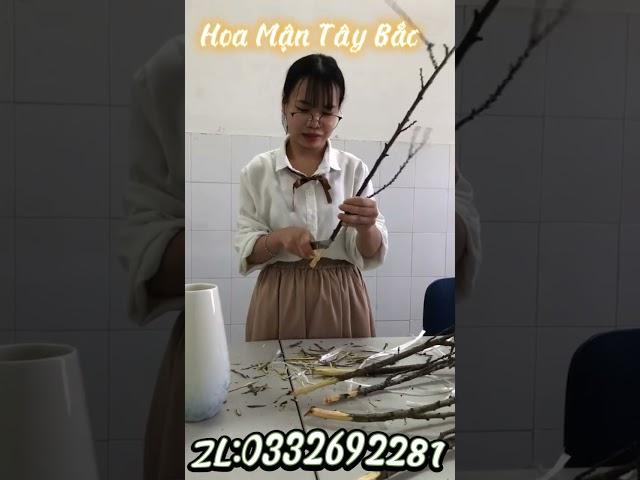 Video hướng dẫn cắm cành Hoa Mận cùng hoa Mận Rừng Tây Bắc. Gọi đặt ngay 0332692281