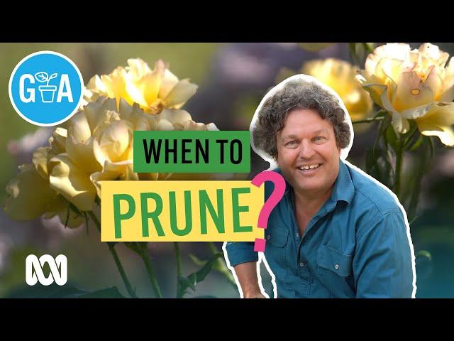 When To Prune Your Plant | Gardening 101 | Gardening Australia