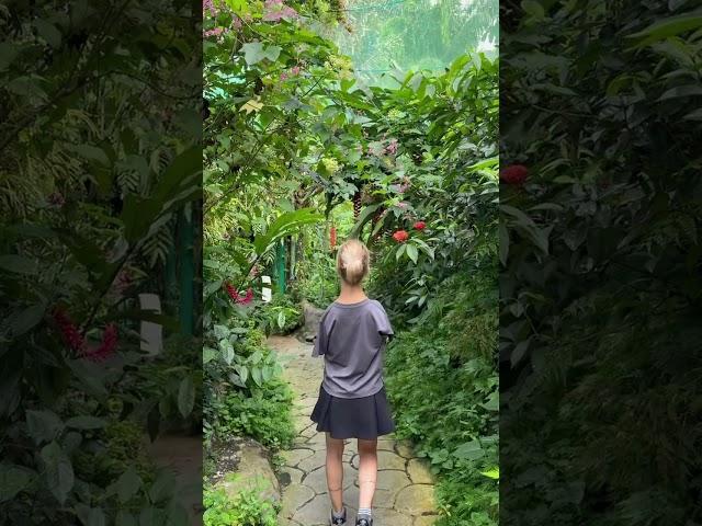 Although I was born without arms, I see myself as having wings. ️ #kualalumpur #kl #butterfly