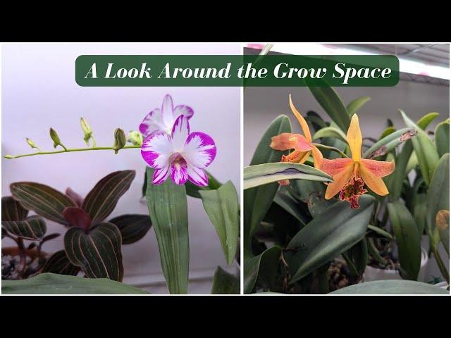 An Honest Look at my Indoor Orchid Collection | Fall 2024 - The Good, The Bad, The Ugly