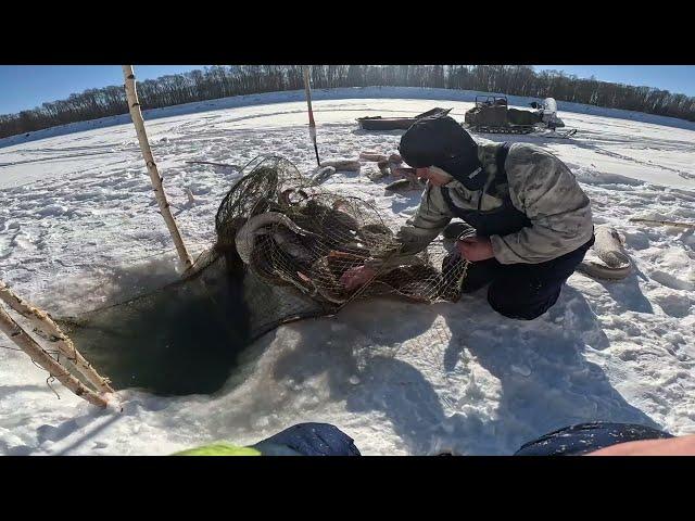 РЫБАЛКА УДАЛАСЬ! 300КГ РЫБЫ ЗА ОДНУ ПРОВЕРКУ! ФИТИЛЬ НА РЕКЕ #НАЛИМ #ФИТИЛЬ #ВЕНТЕРЬ #ПОСТАВЬЛАЙК