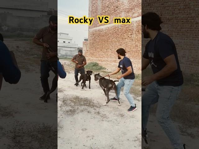 Rocky VS max  || Samad pets vlog || bully dogs #bullydogs #pets #petsvlog #dogs