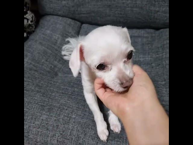 아구이뻐라~ 만짐을 당하고 싶은 애교 강아지 우리집 일진짱