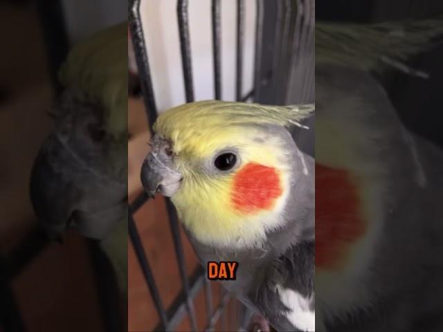 Often-weeknd ️️ #birds #cockatielbird #cuteanimals #parrot #cockatiels #cute