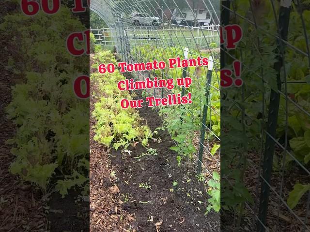 Multi-Purpose Growing Zones#regenerativeagriculture #growyourownfood #garden