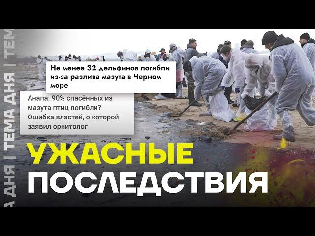 Мазут убивает дельфинов и птиц. Катастрофа добралась из Анапы в Крым