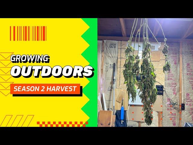 Growing outdoors HARVEST GG#4