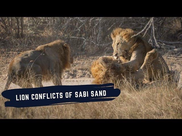 KAMBULAS VS RED ROAD - GIJIMAS VS NKHULUS - PLAINS CAMP VS EVERYONE - LION CONFLICTS IN SABI SAND