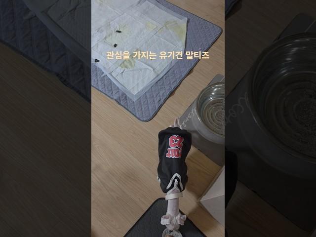 싸돌아 다니다 들켰는데 와서 발 냄새를 맡고 가네요~ 폰을 드니 집으로 피했다가 저를 졸졸 따라오기도 하고 적응이 되어가고 있습니다. #dog #반려견 #개 #유기견 #유기견입양