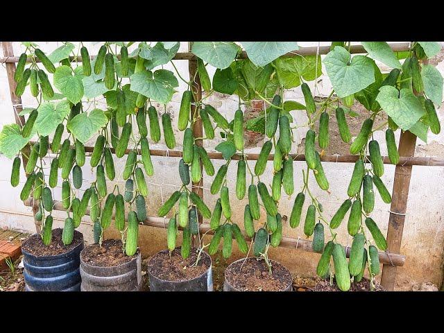 Grow cucumbers vertically with organic fertilizer from eggshells | High yield, lots of fruit