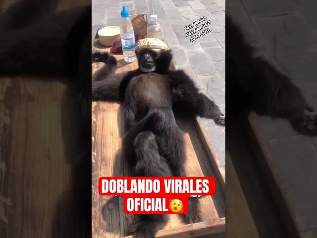 DOBLANDO VIRALES  OFICIAL ( ÉPICOS ) #doblandovirales2023 #doblandovirales2024