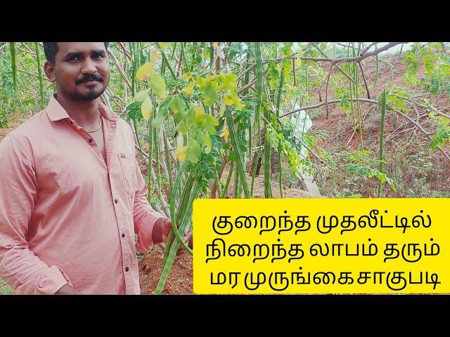 மர முருங்கை சாகுபடி//murungai saagupadi in tamil//drumstick cultivation