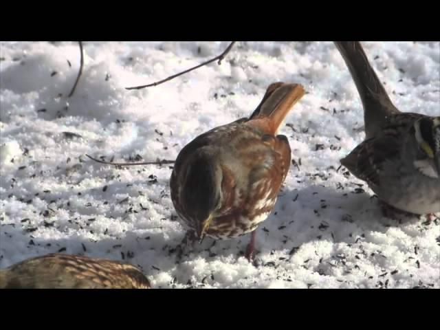 Bad Weather Brings Good Birds