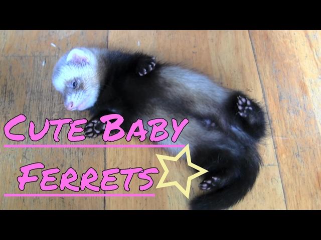 Cute baby ferrets...heart warming!