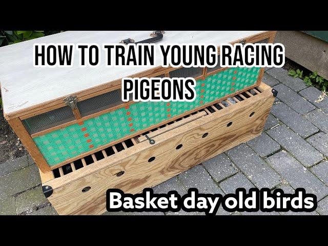 Basket the birds | How to train young pigeons | Racing pigeons